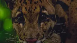 Félins des forêts de Thaïlande