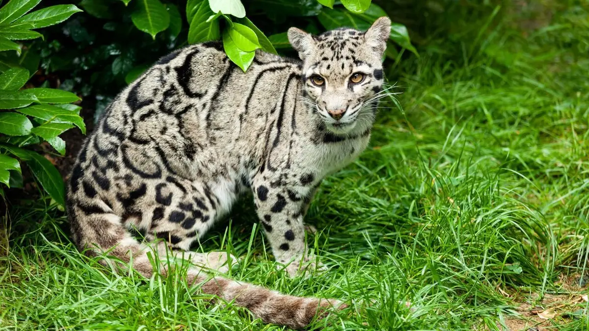 Félins des forêts de Thaïlande