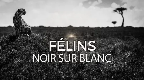 Félins noir sur blanc