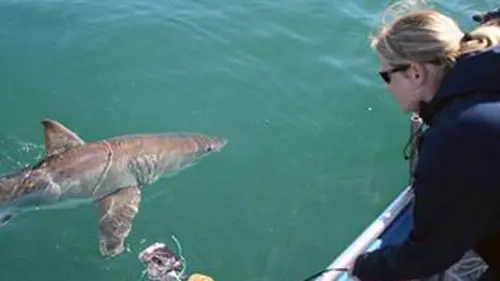 Femmes de la mer E02 Au secours du grand requin blanc