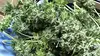 2014 • Ferme de cannabis à Paris : l'incroyable filière des planteurs