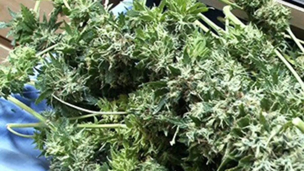 Ferme de cannabis à Paris : l'incroyable filière des planteurs