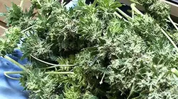 Visuel de Ferme de cannabis à Paris : l'incroyable filière des planteurs