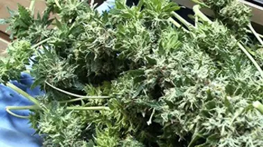 Ferme de cannabis à Paris : l'incroyable filière des planteurs
