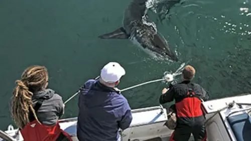 Festin de requins