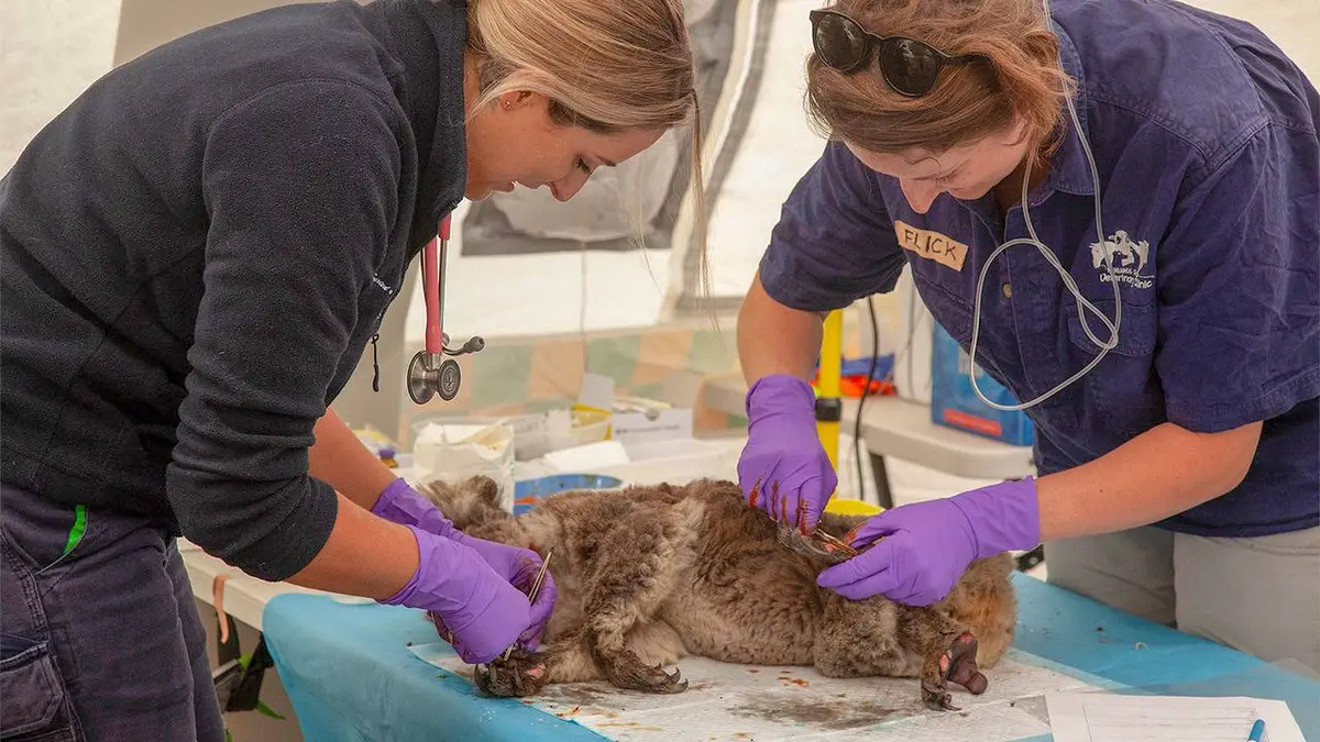Feux de forêt en Australie