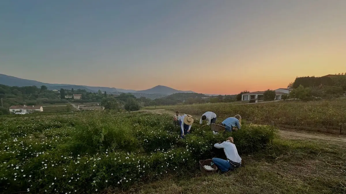 Fleurs à parfum, retour en Grasse
