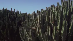 Flores del precipicio