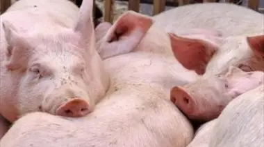 Caroline Wauquaire, éleveuse de cochons