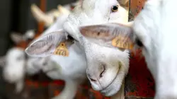 Food 3.0 E03 Franken food