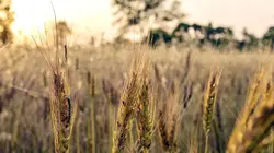 Food 3.0 E02 Bio food