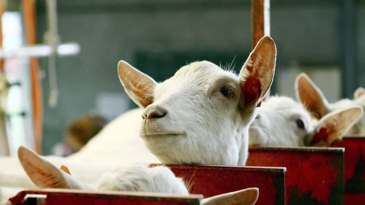 Food 3.0 E03 Franken food