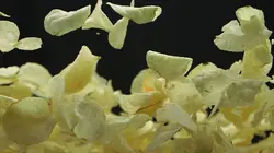 Food Factory Fort comme un boeuf