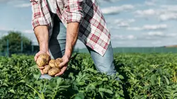 Food Factory  Poissons, betteraves et maïs