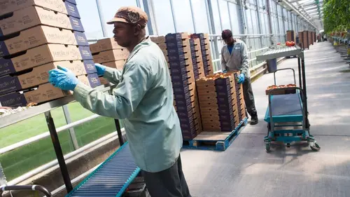 Food Factory Fort comme un boeuf