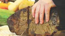 Food Markets E04 Le ventre de Riga : Le marché central