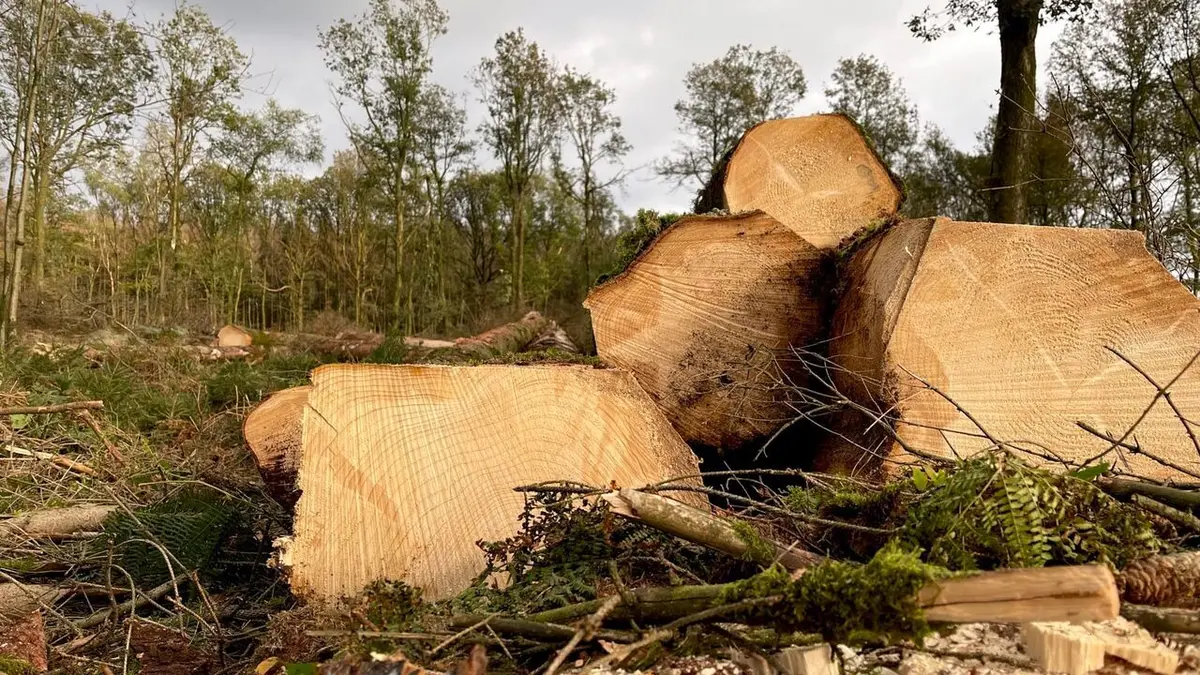 Forêts françaises, en quête d'avenir