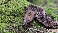 Forêts françaises, en quête d'avenir
