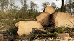 Forêts françaises, en quête d'avenir