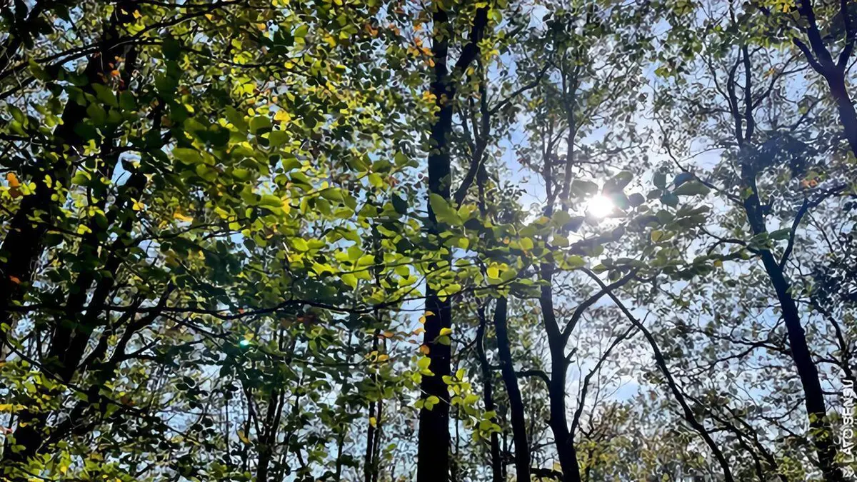 Épisodes de Forêts françaises, en quête d'avenir