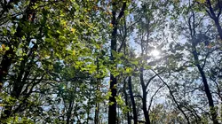 Forêts françaises, en quête d'avenir