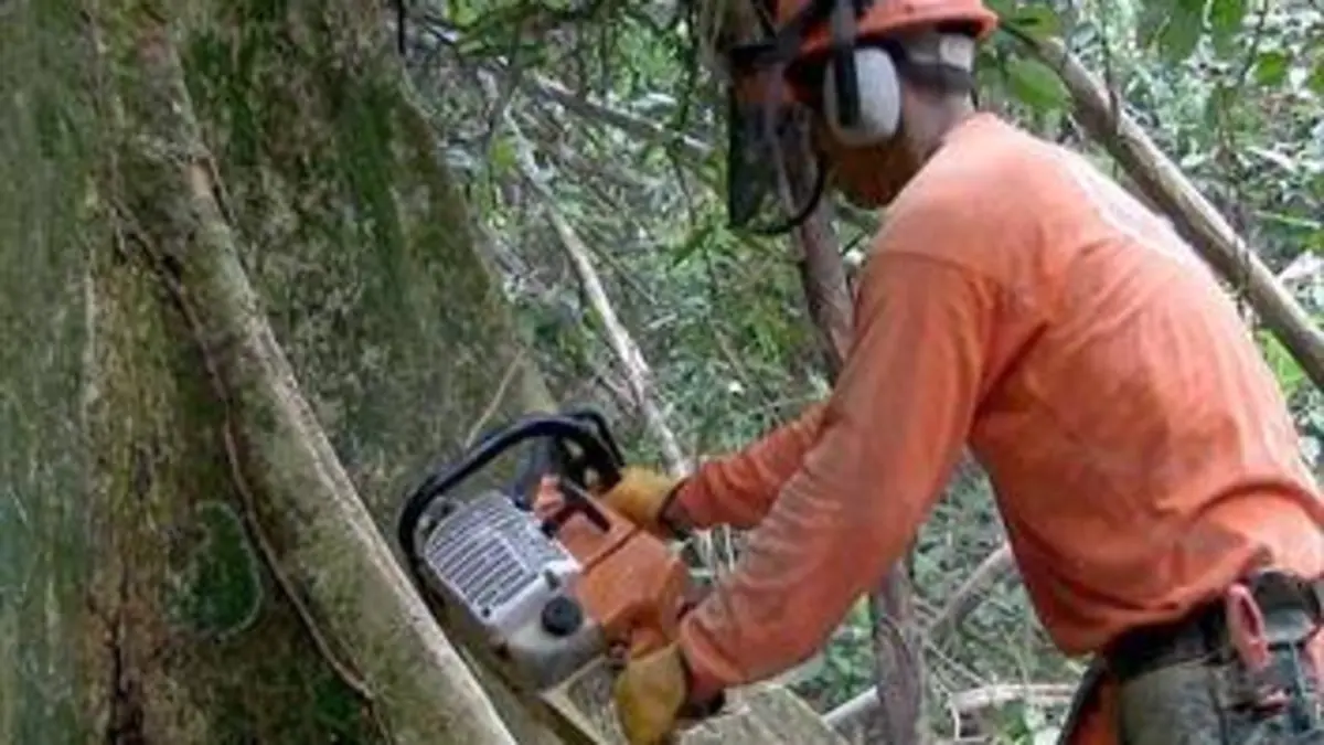 Forêts labellisées, arbres protégés ?