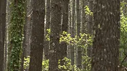 Visuel de Forêts, le grand réveil