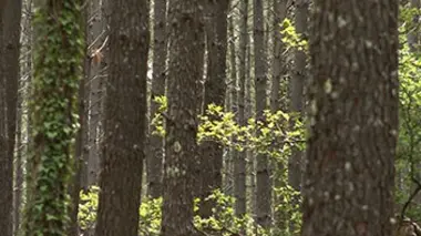 Forêts, le grand réveil