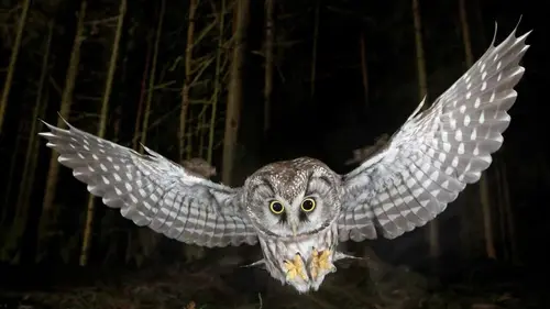 Forêts : le peuple de la nuit