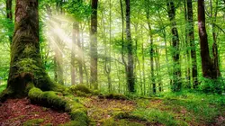 Forêts primaires, avec les rangers du Monténégro