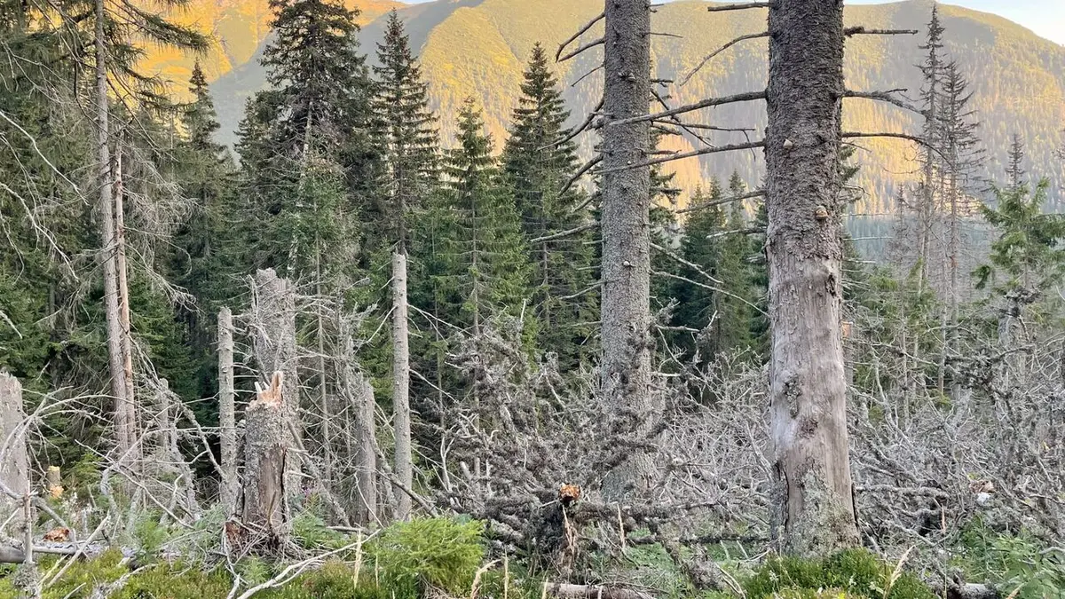 Forêts primaires, le poumon vert de l'Europe