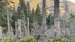 Forêts primaires, le poumon vert de l'Europe