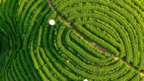 Forever Walk, The: China