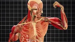 Visuel de Formidable mécanique humaine