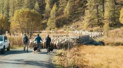 Visuel de France : les bergers en colère