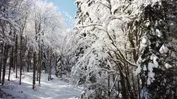 France terres sauvages La forêt