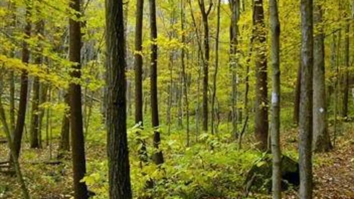 France terres sauvages E02 La forêt