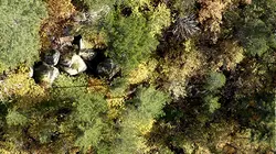 France terres sauvages : la forêt