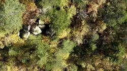 France terres sauvages : la forêt