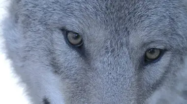 France Terres sauvages - la forêt