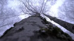 France terres sauvages : la forêt