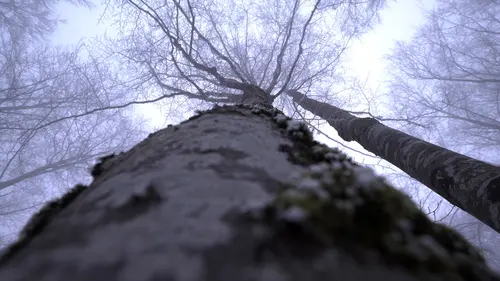 France terres sauvages : la forêt