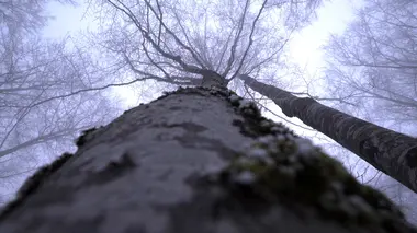 France Terres sauvages - la forêt E02