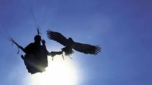 Freedom, l'envol d'un aigle