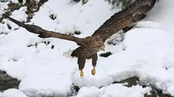 Visuel de Freedom, l'envol d'un aigle