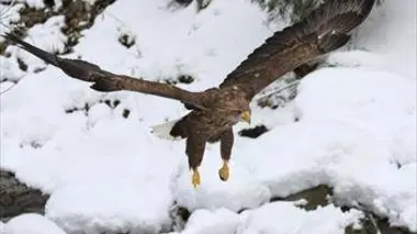 Freedom, l'envol d'un aigle