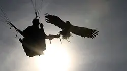 Freedom, l’envol d’un aigle en streaming