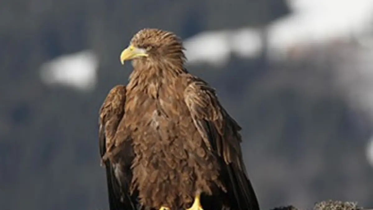 Freedom, la légende des aigles