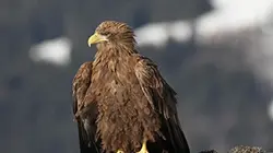 Visuel de Freedom, la légende des aigles