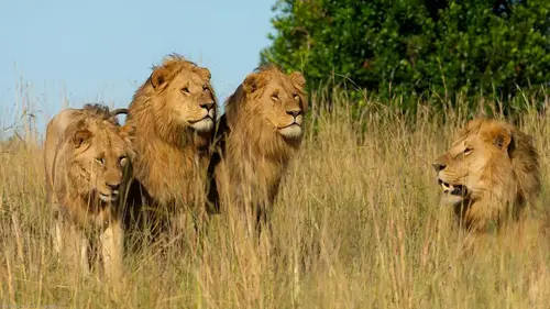 Frères lions Une période de prospérité